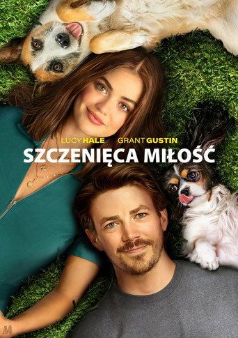Szczenięca miłość Cały Film • Vider • Online